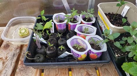 How long do clematis seeds take to germinate. Having Trouble Getting Your Pepper Seeds To Germinate ...