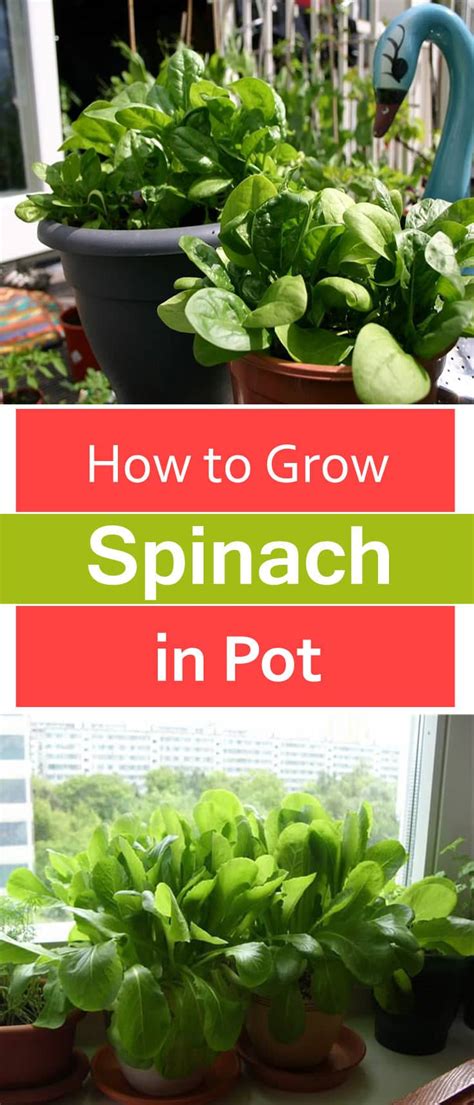 How To Grow Spinach In Pots Growing Spinach In