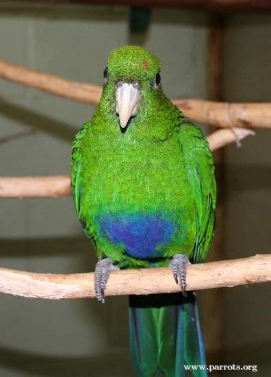 Parrot Encyclopedia Purple Bellied Parrot World Parrot Trust