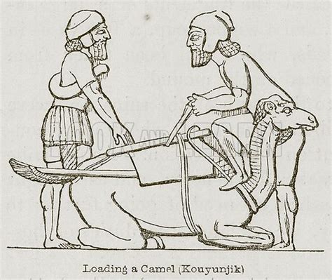 Loading A Camel Kouyunjik Stock Image Look And Learn