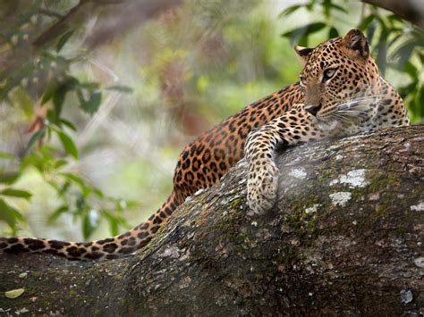 Top Five Wildlife Experiences In Sri Lanka Transindus