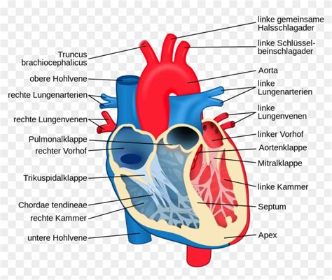 Labelled Diagram Of The Cardiovascular System Hd Png Download