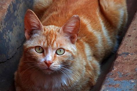 View Of Ginger Cat With Green Eyes Free Stock Photo Public Domain