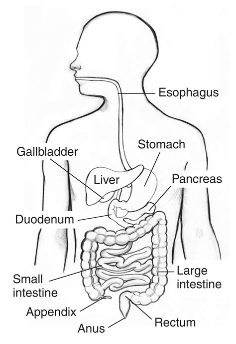 Digestive System Within An Outline Of The Top Half Of A Human Body Media Asset Niddk