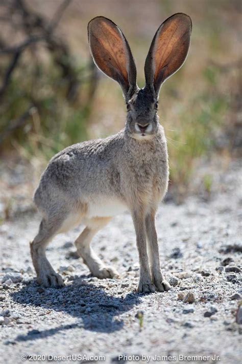 Jackrabbit Desertusa Rabbit Pictures Animals Wild Unique Animals