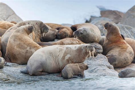 An Angry Walrus Mother Derailed A Russian Naval Expedition Smart News
