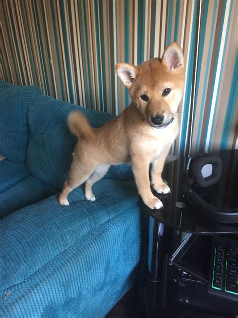 Shiba inu's blend in nicely as they adapt well, and while they thrive in the roughest of mountainous terrain, you can easily bring one into your apartment. Nizu Shiba Inu
