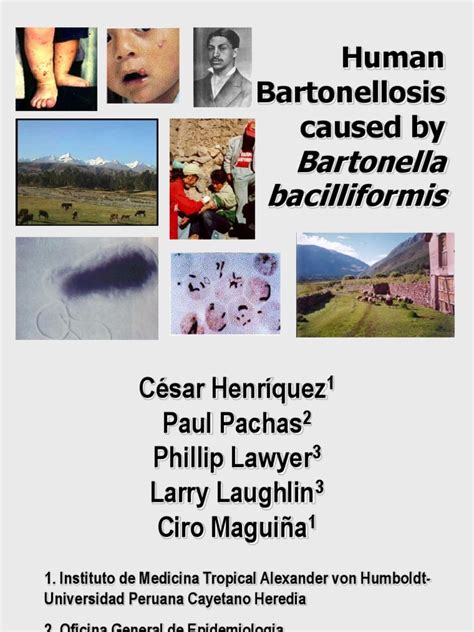 Human Bartonellosis Caused By Bartonella Bacilliformis Pdf