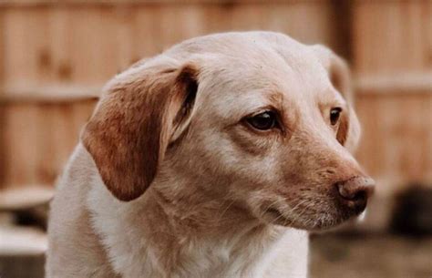 Welsh Corgi Yellow Lab Mix Dog For Adoption In Philadelphia Pa Adopt