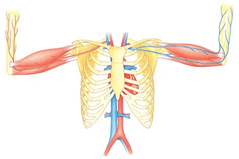 The heart is a muscular organ in most animals, which pumps blood through the blood vessels of the circulatory system. The human ribcage | How It Works Magazine