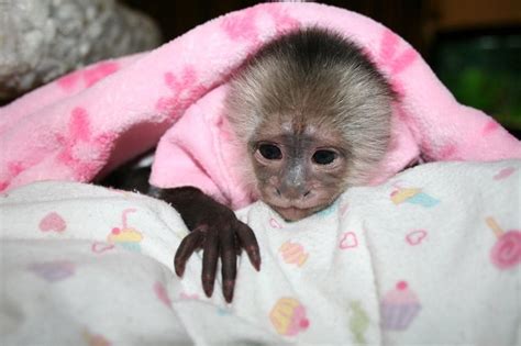 Capuchin Monkey Pet Capuchin Monkey Price Capuchin
