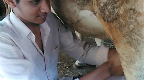 How To Milking Of A Cow By Hand In Correct Method Tamil