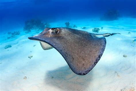 11 Different Types Of Stingrays Plus Interesting Facts