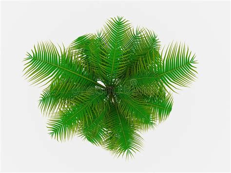 Palm Tree On Top View Stock Photo Image Of Foliage Side 40853986