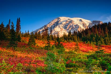 Fall Colors At Mount Rainier Michael Mcauliffe Photography