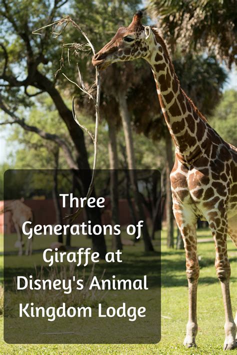 Three Generations Of Giraffe At Disneys Animal Kingdom Lodge Animal