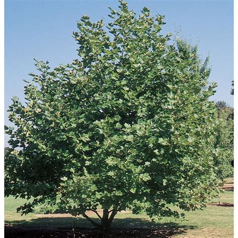 285 Gallon Yellow Mexican Sycamore Shade Tree In Pot With Soil