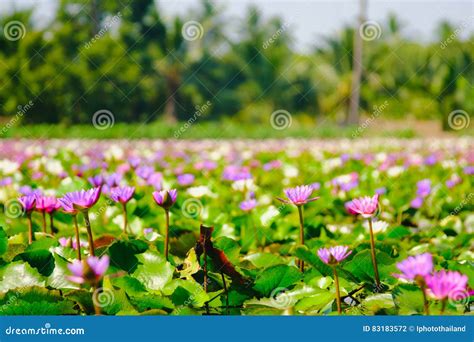 Lotus Flower Blooming On The Water In Gardenthailand Stock Photo