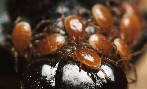 Phoretic Mites On Nicrophorus Orbicollis Burying Beetle Flickr