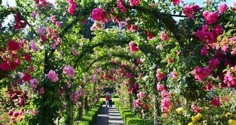 4 Tips To Growing A Rose Garden Better Housekeeper