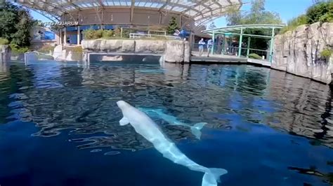 2nd Beluga Whale Now Ill At Mystic Aquarium In Connecticut Abc7 New York