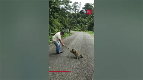 Man Helps Sloth Cross The Road Everyday Heroes Youtube
