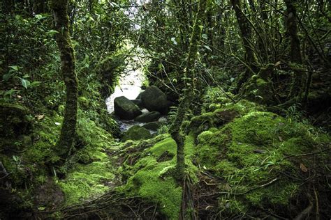 Abiotic Factors Of The Rainforest