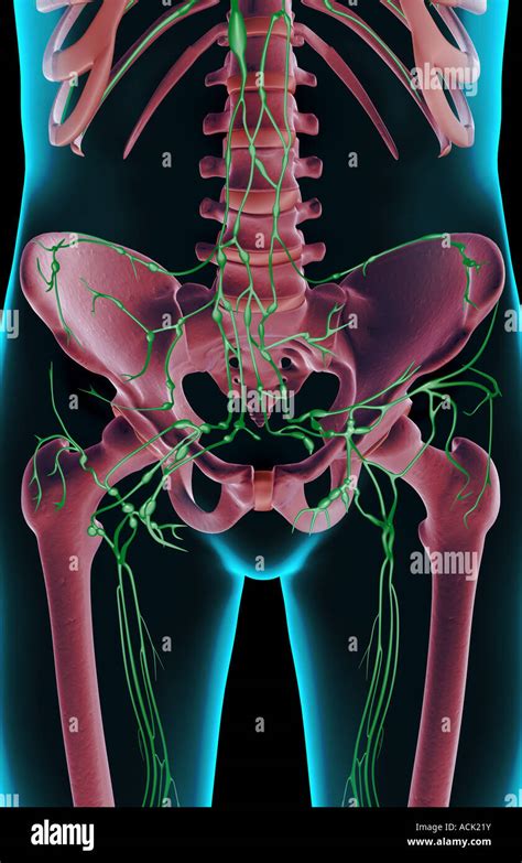 Inguinal Lymph Nodes Hi Res Stock Photography And Images Alamy