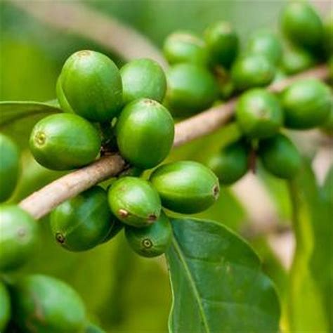 Green coffee bean, which contains high concentrations of chlorogenic acids that are known to have health benefits and to influence glucose and fat metabolism. Jual kopi hijau green Bean Coffee Natural Fat Burner 250 ...