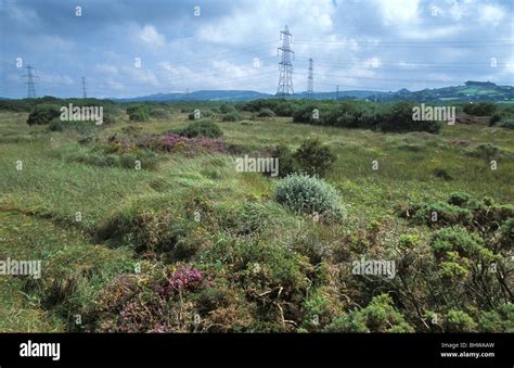 Goss Moor National Nature Reserve Cornwall England Stock Photo Alamy