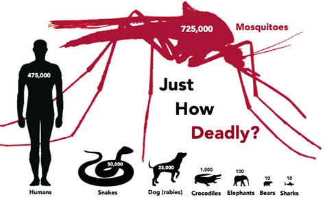 20 Random Mosquito Facts You Probably Didnt Know