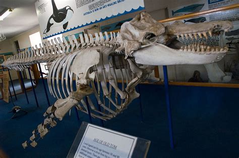Konsantre yapısıyla ovalama zahmetine dahi girmeden mükemmel sonuca ulaşın. Meeresakrobaten | Die Sache mit den Zähnen der Orcas | Seite 2