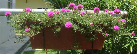 Nama tersebut diberikan karena biasanya bunga ini akan mekar pada sore hari (hanani, prastiwi dan karlina, 2017). Semua Menjadi: Halamannya dihiasi Bunga Kembang Sepuluh Pagi