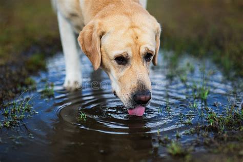 Labrador Retriever Dog Drinking Water From Puddle Stock Image Image