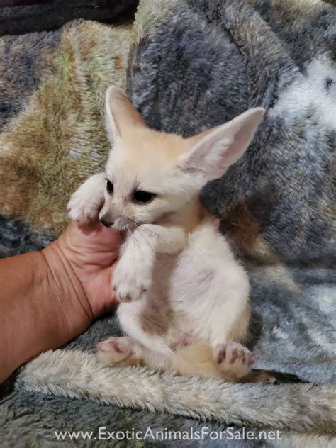 M Fennec Fox Babies For Sale