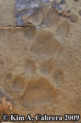 Bobcats are present through most of the lower 48 states, though rare in the great plains. Animal Tracks - Bobcat Track Photos (Felis rufus or Lynx rufus) Page 4