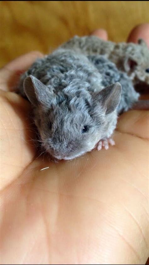 Blue Texel Fancy Mouse Fancy Rat Cute Mouse Animals Bugs Animals