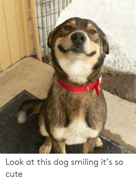 Dog Smiling Meme Idlememe