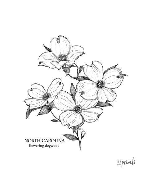 North Carolina Dogwood Ink Illustration North Carolina State Flower