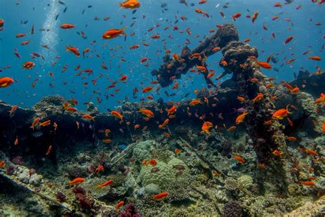 The artificial reefs can be considered as interventions of engineering technology to: Artificial Coral Reefs - Types, Reasons, Pros and Cons ...