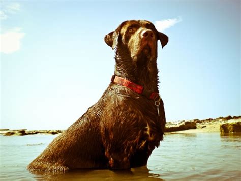 Chocolate Labrador Retriever In Water My Doggy Rocks