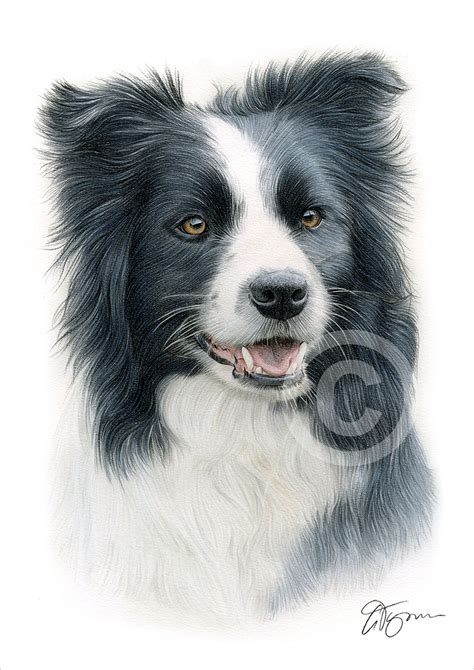 Border Collie Colour Pencil Drawing Print A4 A3 Signed By Uk Artist