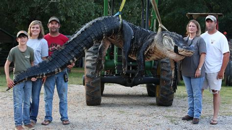 Worlds Biggest Alligators As Beast Snared In Florida From 19ft Long