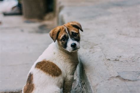 Should You Adopt A Stray Dog 7 Things To Know