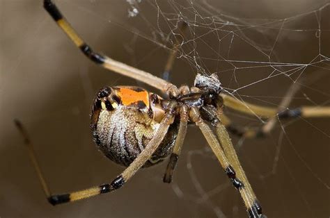 How To Identify Spiders In South Florida Spider Widow Spider Spider