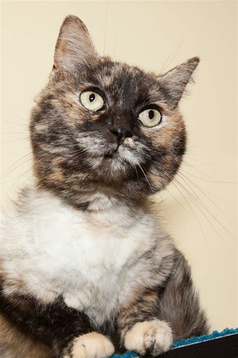 If you fall in love, get an adoption application in to us. Los Angeles Animal Rescue: LA Cats In Need Of Homes On ...