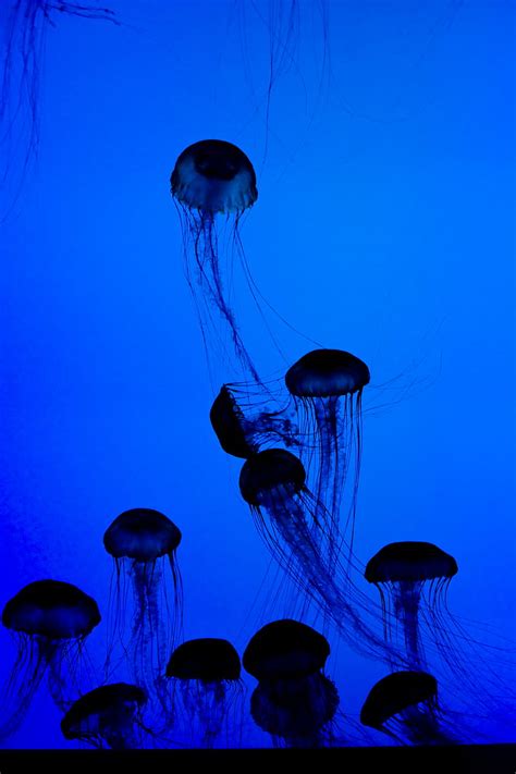 Jellyfish Tentacles Underwater World Dark Blue Hd Phone Wallpaper
