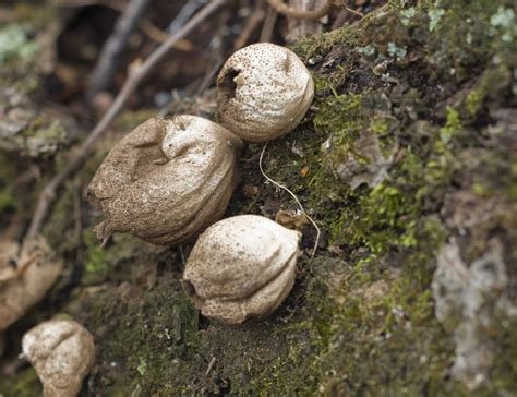 Ct Mushroom Id Mushroom Hunting And Identification Shroomery