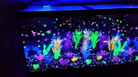 Glofish Aquarium 100 Gal Youtube