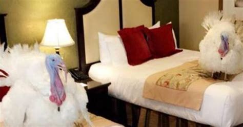 white house photos two turkeys wait for trump s presidential pardon in luxury hotel